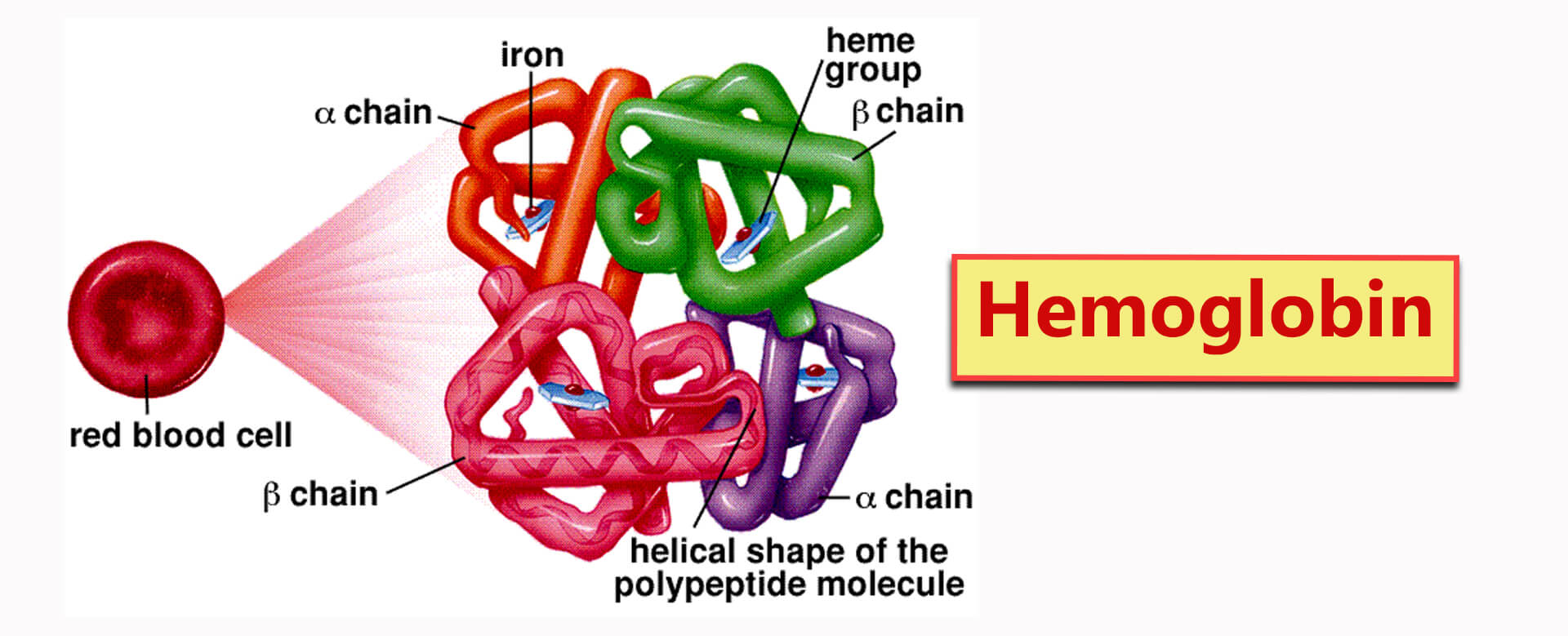 <p><strong>Haemoglobin is a water soluble gobular protein that has a quaternary structure. </strong>This means that it consists of more than one polypeptide chain. </p><p><span>Two chains are ⍺-polypeptides (alpha) and two chains are β-polypeptides (beta).</span></p><ul><li><p><strong>each of the polypeptide chains are associated with a haem group. </strong>Each<span><strong> haem group</strong></span> contains an<span><strong> Fe<sup>2+ </sup>ion</strong></span> which can combine with an oxygen molecule (O<span><sub>2</sub></span>).</p></li><li><p><strong>Each haemoglobin molecule can therefore carry four oxygen molecules.</strong></p></li></ul><p></p>