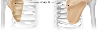 <p>Scapula</p>