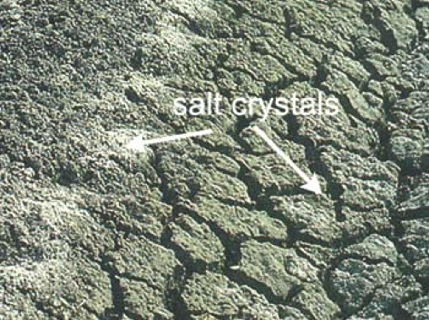 <p>Occurs when the salts in groundwater remain in the soil after the water evaporates. Over time, it can make soil toxic to plants.</p>