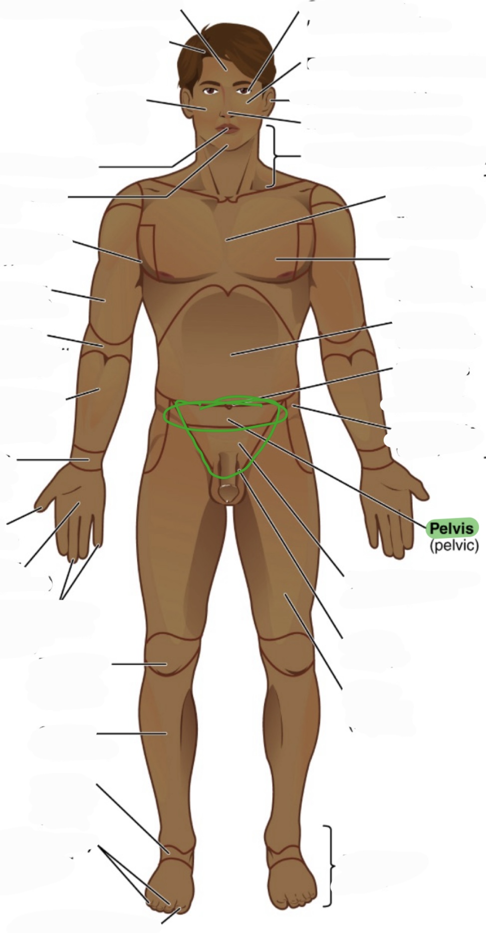 <p>pelvic</p>
