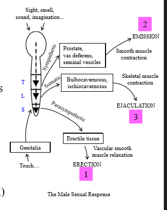 <p>3 E's</p><p>- Erection</p><p>- Emission</p><p>- Ejaculation</p>