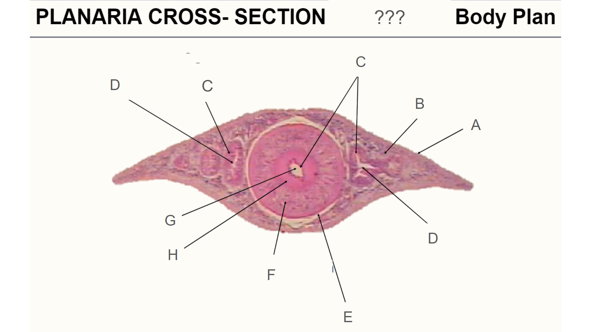 <p>What is H?</p>