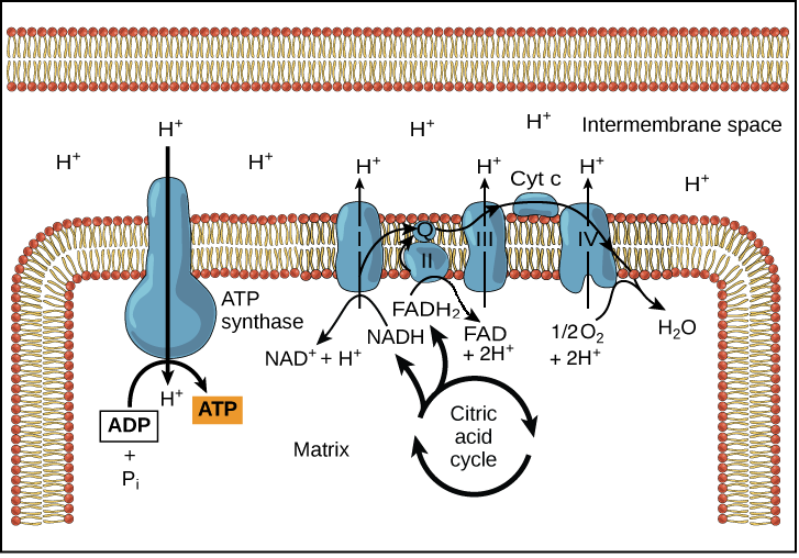 <p>ATP synthase uses the proton gradient generated by the ETC to synthesize ATP from ADP and Pi.</p>