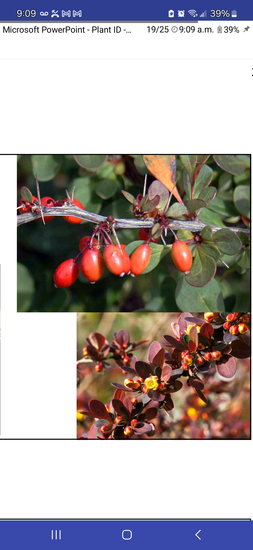 <p>Berberis thunbergii, Berberidaceae</p>