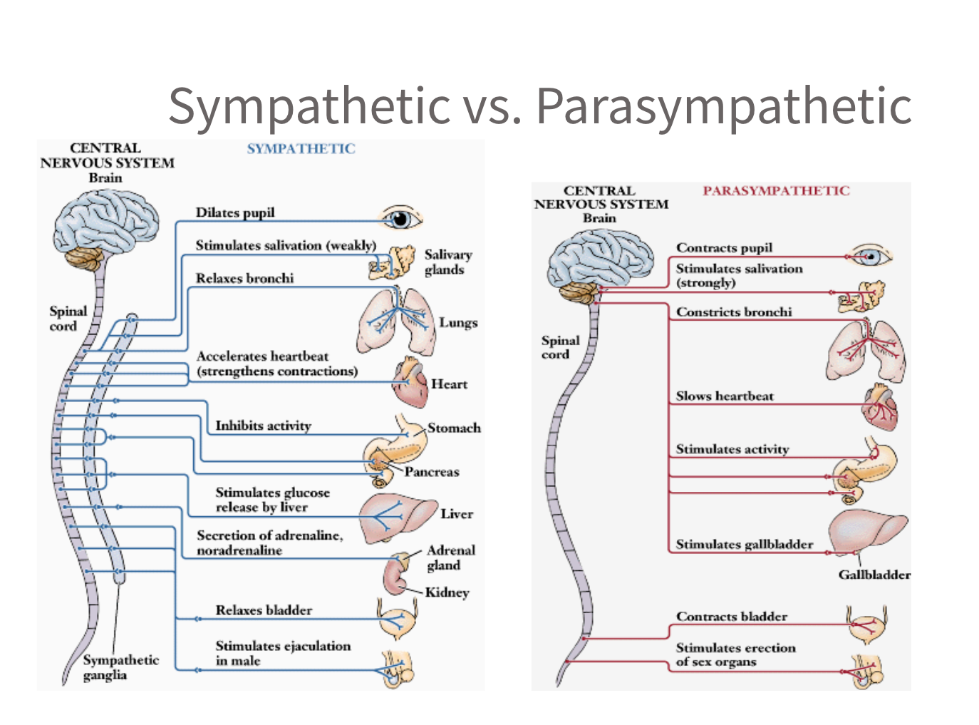 <p>sympathetic vs parasympathetic </p>