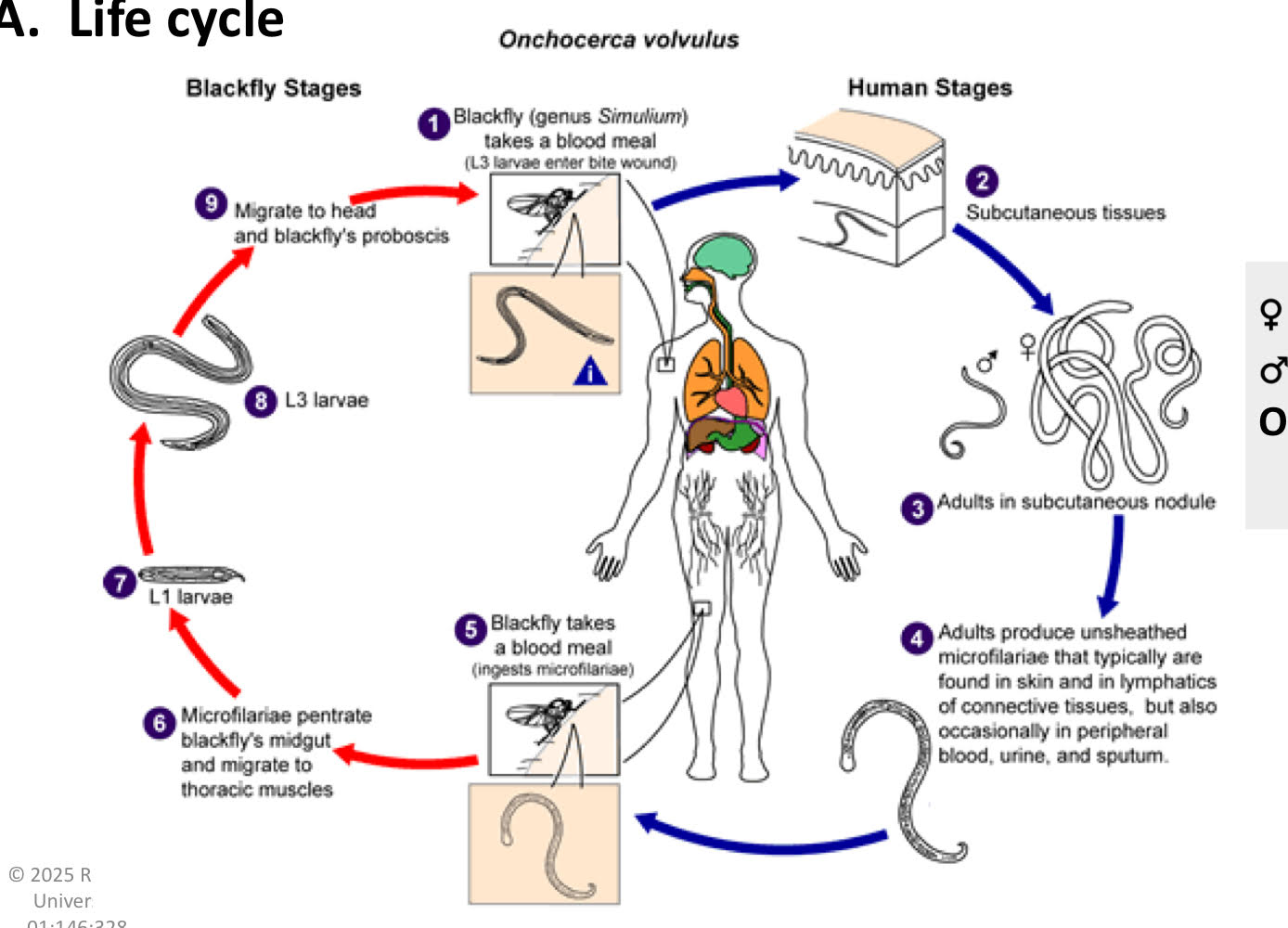 <ol><li><p>blackfly (genus <strong>simulium</strong>) takes a blood meal (L3 larvae enter the bite wound)</p></li><li><p>subcutaneous tissues</p></li><li><p>adults in subcutaneuous <strong>nodule</strong></p></li><li><p>adults produce unsheathed microfilariae that typically are found in skin and in lymphatics of connective tissues, but also occasionally in peripheral blood, urine, and sputum.</p></li><li><p>blackfly takes a blood meal (ingests microfilariae)</p></li><li><p>microfilariae penetrate blackfly’s midgut and migrate to thoracic muslces.</p></li><li><p>L1 larvae</p></li><li><p>L3 larvae</p></li><li><p>migrate to head and blackfly’s proboscis</p><ul><li><p>mf</p><ul><li><p>no periodicity</p></li><li><p>stay in skin + phototaxis</p></li></ul></li><li><p>vector</p><ul><li><p>blackfly (simulian spp.)</p></li><li><p>scarifies skin → pool of blood</p></li></ul></li></ul></li></ol><p></p>