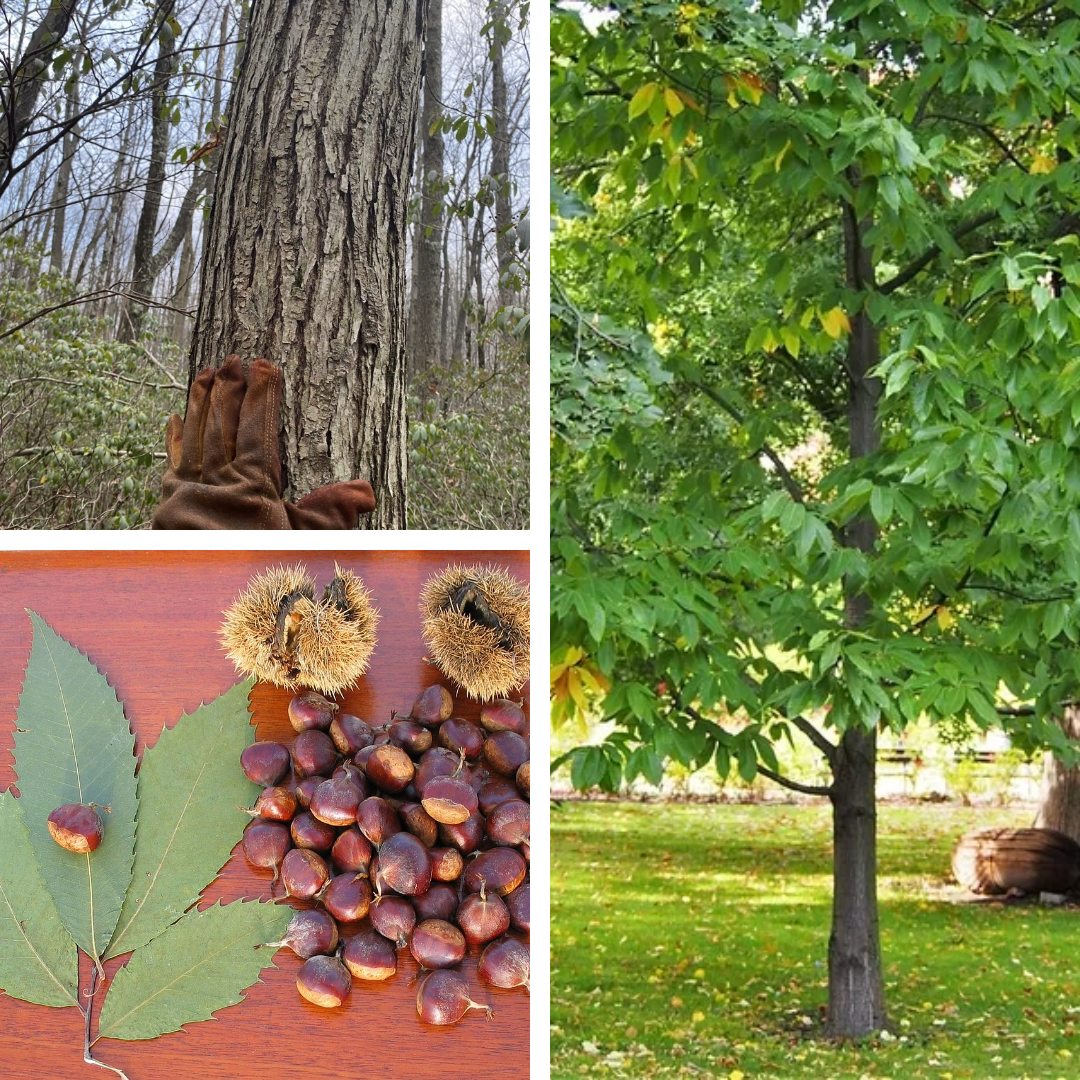 <p>American Chestnut:</p><p>New ones are often coming from old stumps, strongly toothed margins with pointy tip</p>