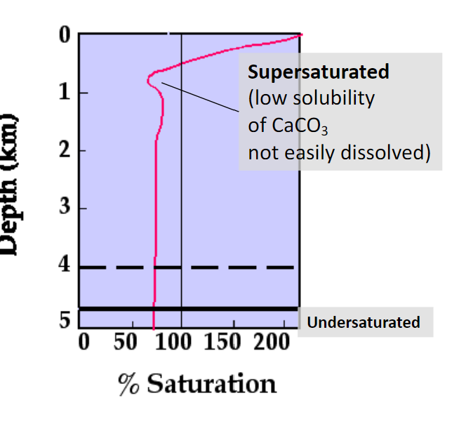 <p>the water depth at which the rate of supply of calcium carbonate from the surface is equal to the rate of dissolution</p>