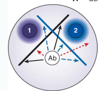 <p>What ouchterlony pattern is this?</p>