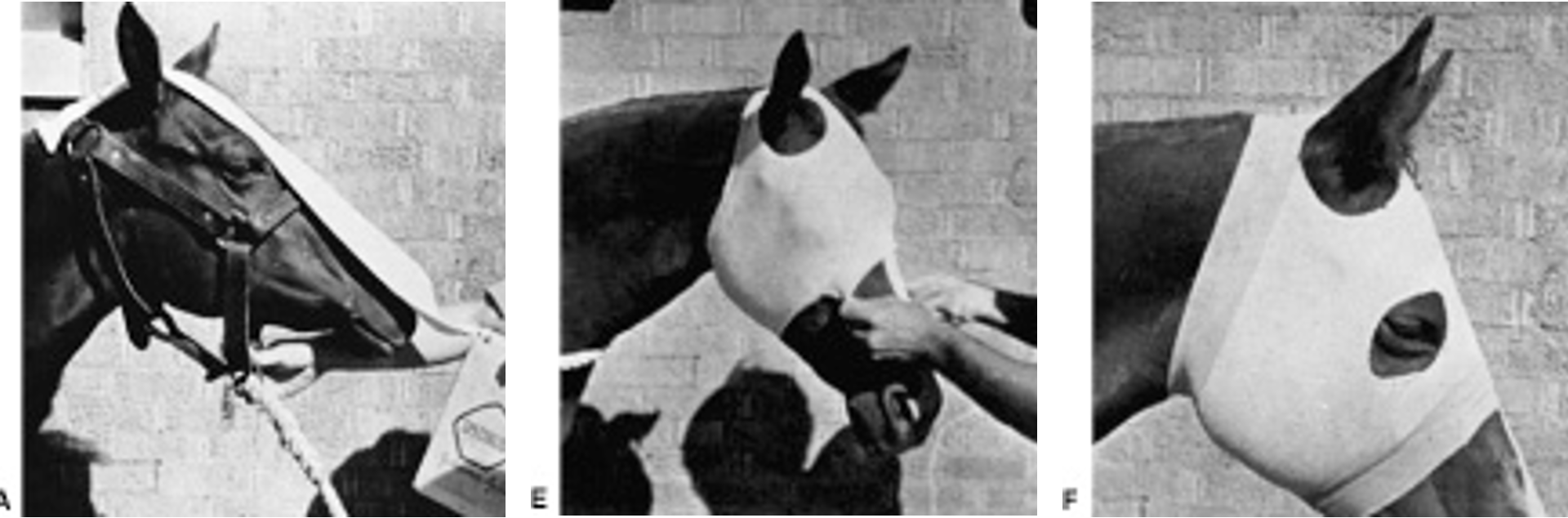 <ul><li><p><span>Use 6-inch stockinette for adult horses</span></p></li><li><p><span>Cut twice as long as head</span></p></li><li><p><span>Mark eye and ear hole locations with marker and remove to cut</span></p></li><li><p><span>Secure with elastic tape</span></p></li></ul><p></p>