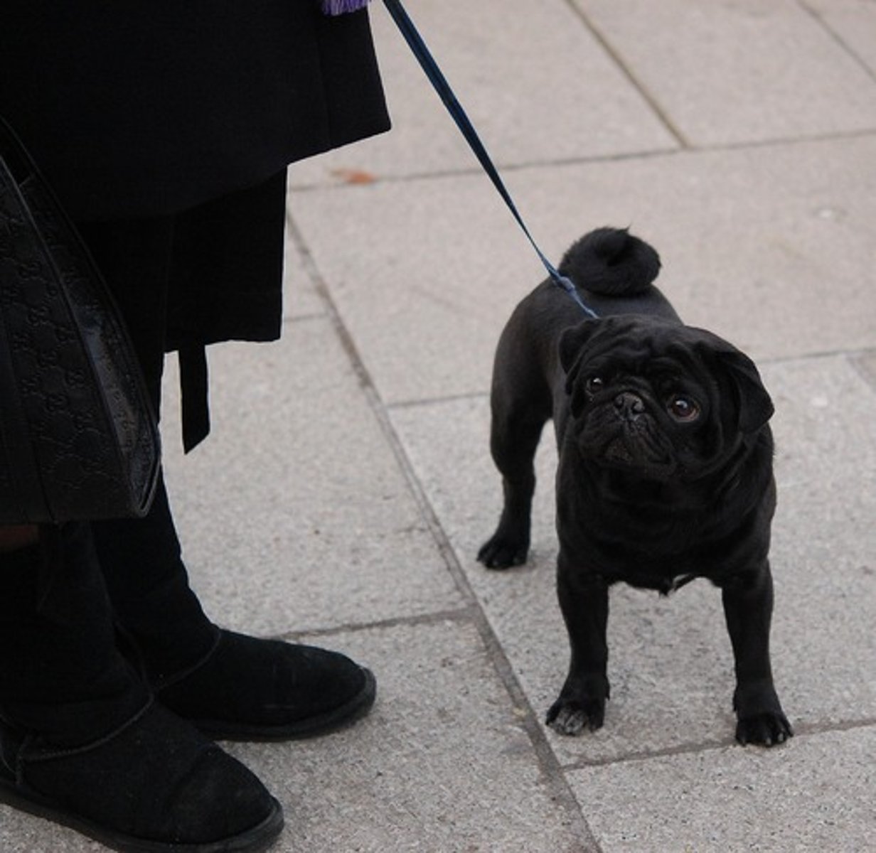 <p>en hund</p>