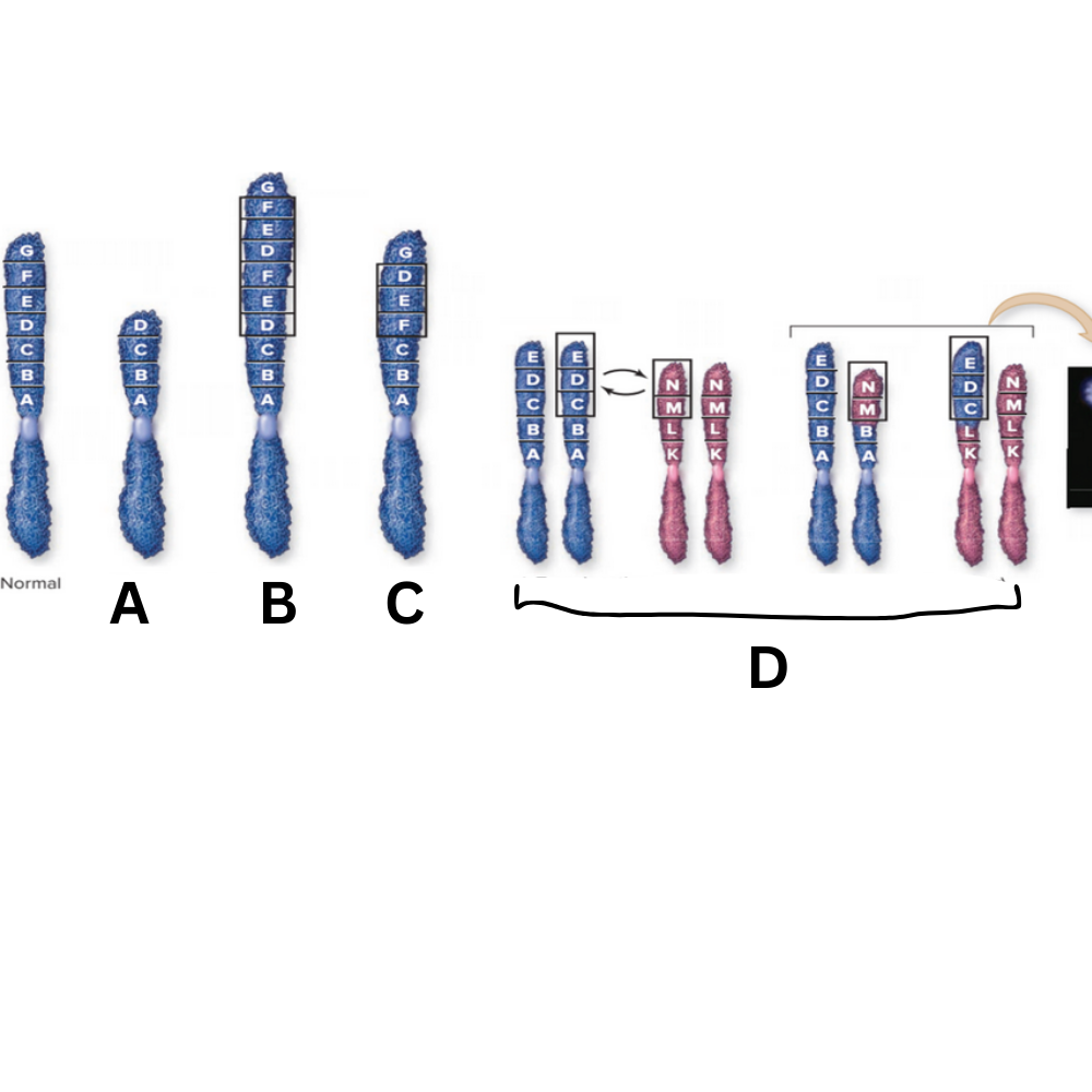 <p>What chromosomal arrangement was shown in B?</p>