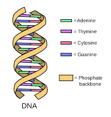 <p>Deoxyribonucleic acid found in the cell's nucleus, carrying genetic information about the organism's development and functions.</p>