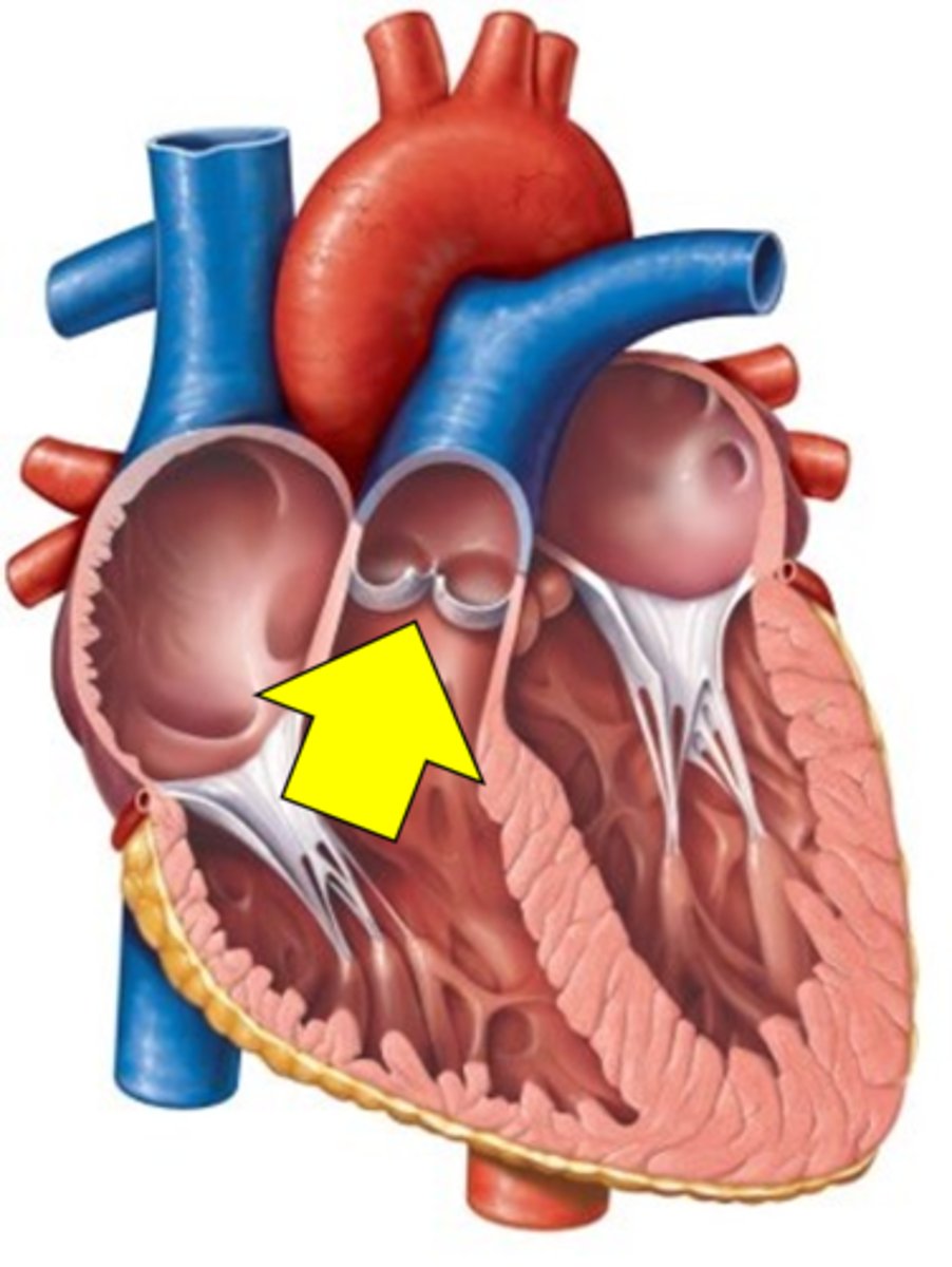 <p>Name the structure.</p>