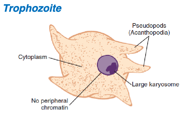 <ol><li><p>eccentric </p></li><li><p>none</p></li><li><p>1</p></li><li><p>granular, vacuole</p></li><li><p>spine-like</p></li><li><p>sluggish</p></li></ol><p></p>