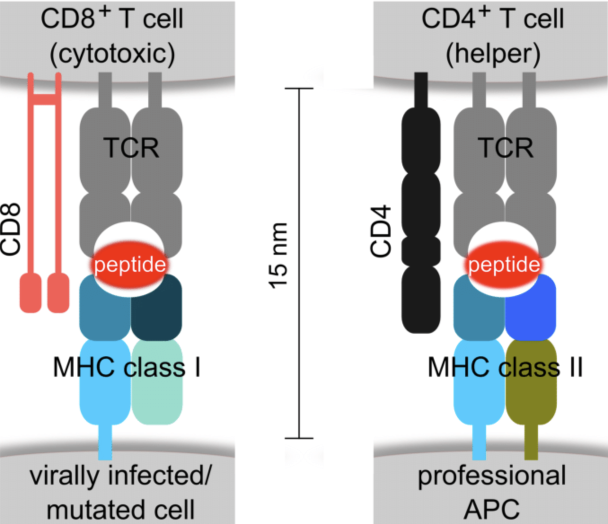 <ul><li><p>MHC-I are found on all nucleated cells</p></li><li><p>MHC-II are found on dendritic and B cells, macrophages</p></li><li><p>MHC-I present intracellular pathogens (e.g. virus)</p></li><li><p>MHC-II present extracellular pathogens (bacteria, parasites)</p></li><li><p>MHC-I present pathogens to CD8 (cytotoxic T cells)</p></li><li><p>MHC-II present pathogens to CD4 (helper T cells)</p></li></ul><p></p>