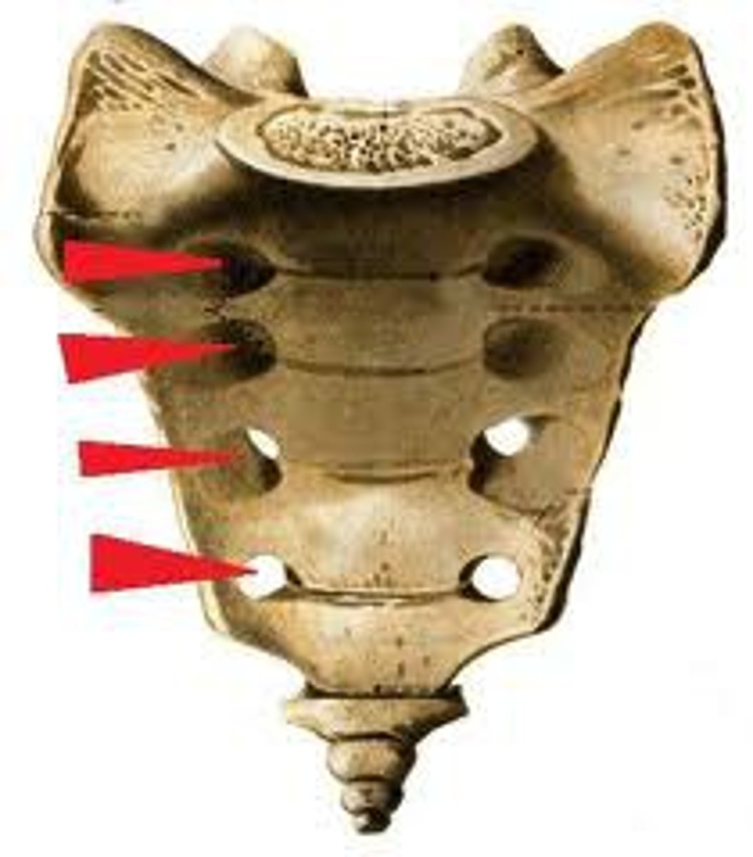 <p>Name the structure.</p>
