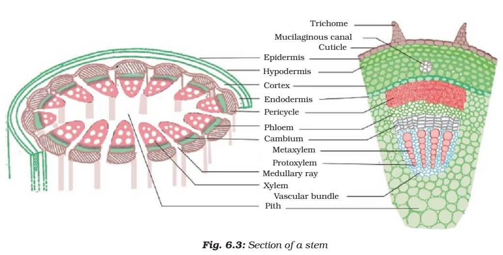<p>Secretory Tissues</p>