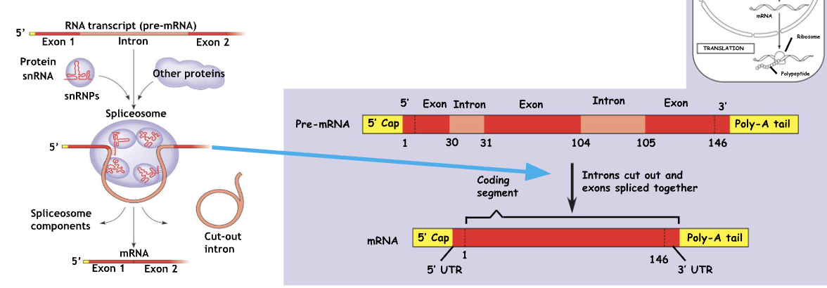 <p>Process of removing introns and joining together exon sequences to form a mature mRNA transcript</p><ul><li><p>Ensures that only coding sequences are translated; exons</p></li><li><p>Removes introns (noncoding sequences) and joins exons </p></li></ul><p><em>spliceosomes</em> - complexes made of protein and catalytic RNA (riboenzymes)</p><p></p>