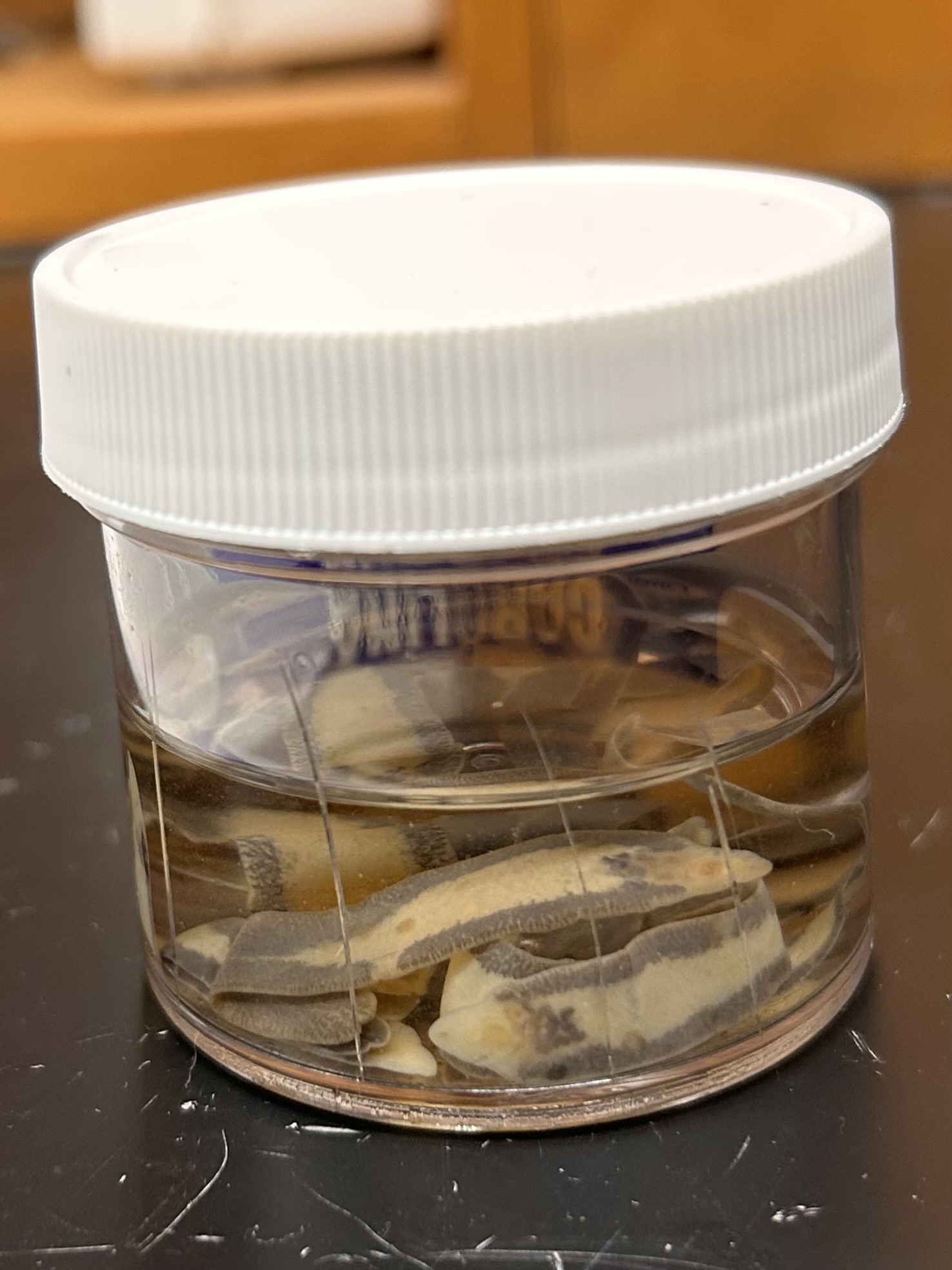 <p>Identify the organism and the Class it belongs to</p>