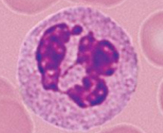 <p>Name the cell</p>