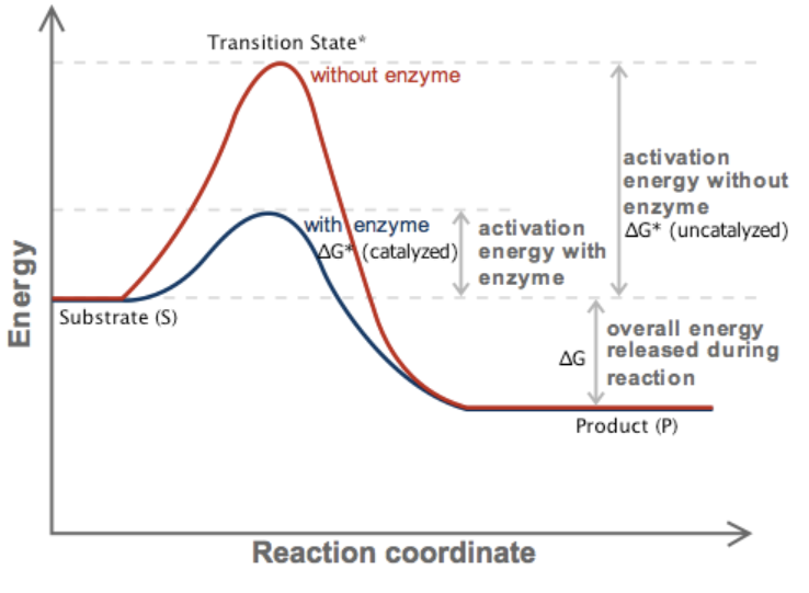 <p>the enzyme binds to the transition state of a substrate, stabilizing it, ensuring it is in the right position to react, and bringing reacting parts closer together to increase collisions. This lowers the activation energy as seen in free-energy diagrams.</p>