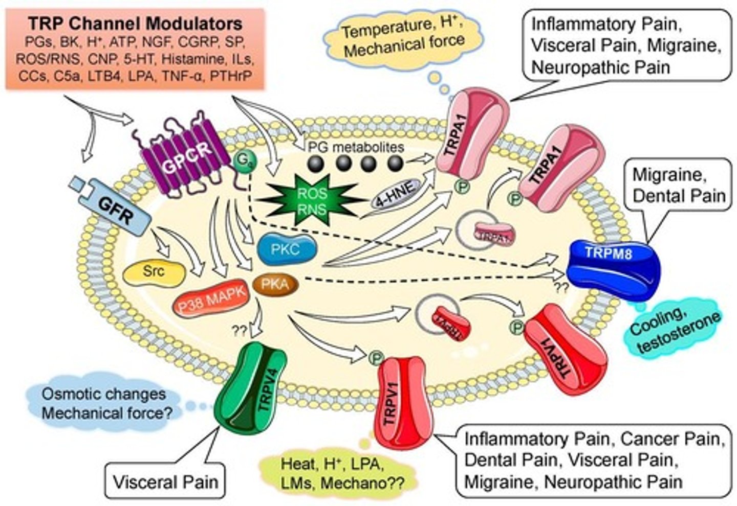 <p>Influx of Ca2+ and Na+ occurs, leading to depolarization of sensory afferents.</p>
