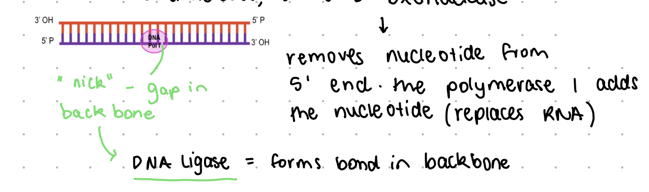 <ul><li><p>removes RNA primer</p></li><li><p>has proofreading ability</p></li><li><p>has 3’ to 5’ exonuclease and 5’ to 3’ exonuclease abilities</p></li><li><p>can degrade RNA and incorporate DNA</p></li></ul><p></p>