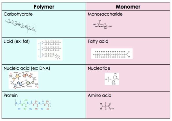 <p>monomer</p>