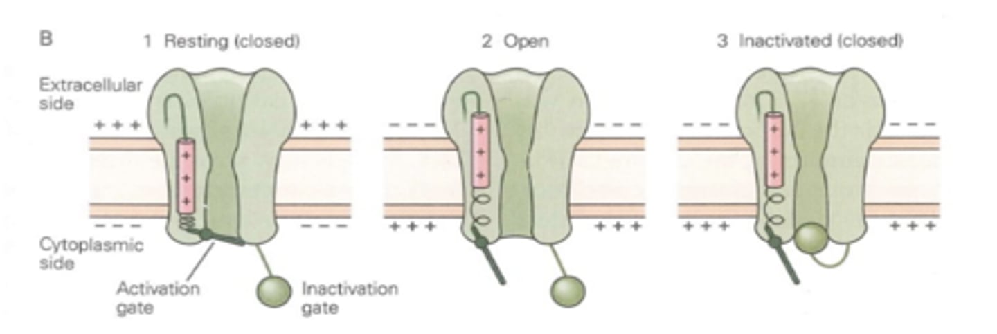 <p>- As the cell becomes depolarised, the voltage-sensor moves, which causes the opening of the activation gate.</p><p>- The inactivation gate causes rapid inactivation of the channel.</p>