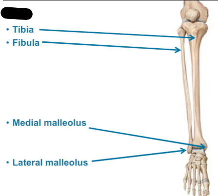 <ul><li><p>TIbia (shin bone)</p></li><li><p>Fibula</p></li><li><p>Medial malleolus</p></li><li><p>Lateral malleolus</p></li></ul>