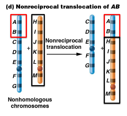 one way exchange of segments between two non homologous chromosomes