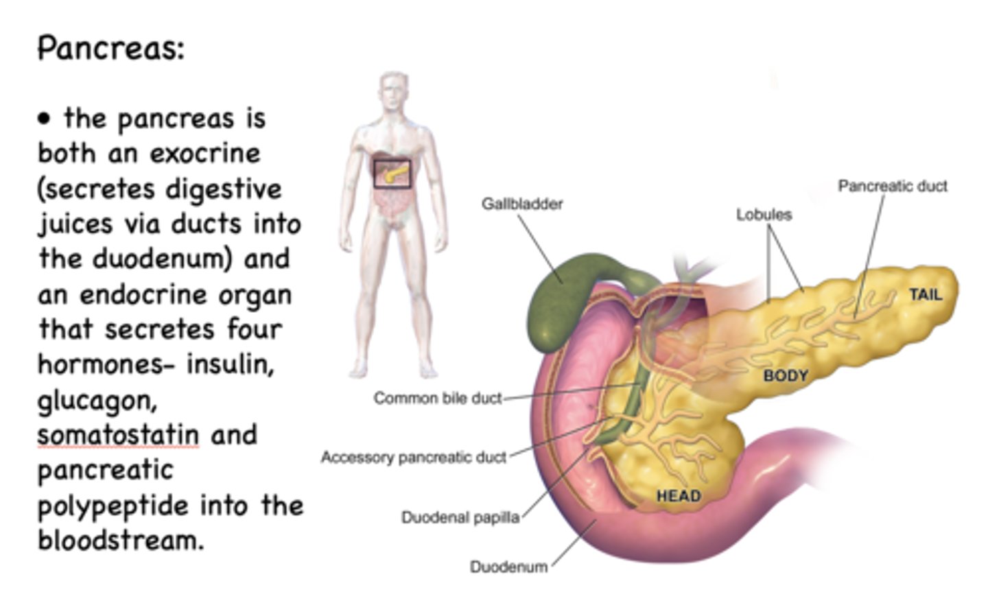<p>- Insulin</p><p>- Glucagon</p><p>- Somatostatin</p><p>- Pancreatic polypeptide</p>
