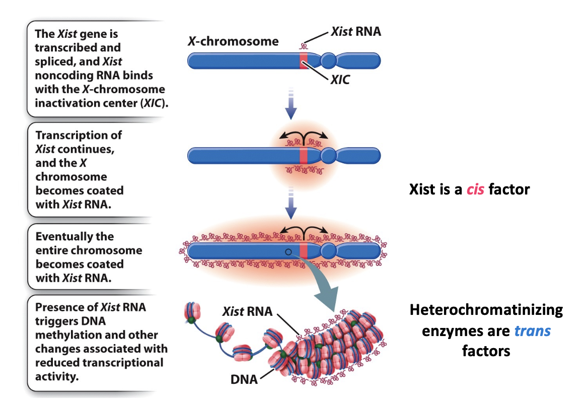 <p>plays a crucial role in X-chromosome inactivation (XCI) in mammals. It's transcribed from the inactive X chromosome.</p><ul><li><p>brings about heterochromatinization</p></li><li><p>heterochromatinizing enzymes are trans factors</p></li><li><p>Xist is a cis factor</p></li></ul><p></p>