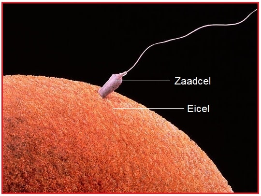 <p>in gameten (eicellen en zaadcellen).</p><p></p>