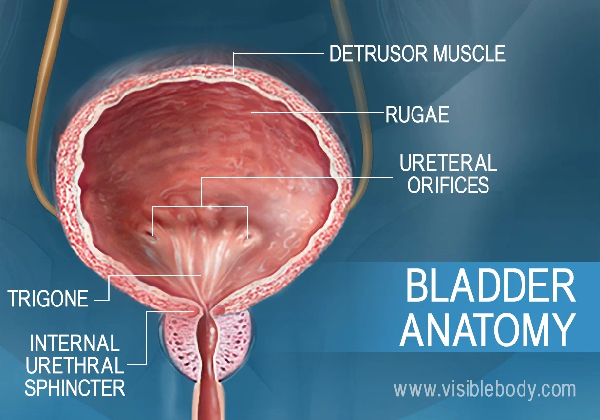 <p>a smooth muscle valve located at the junction of the bladder and the urethra; situated at the neck of the bladder and supports the upper part of the urethra</p>