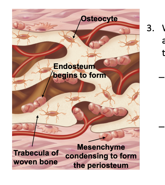 <p>Woven bone (primary bone) and bone membranes begin to form	</p><ul><li><p>At first, woven bone is formed which is immature and poorly organized (lacking lamellae)</p></li><li><p>Mesenchyme tissue condenses and forms the membranes</p></li></ul><p>Step 3 of ______</p>