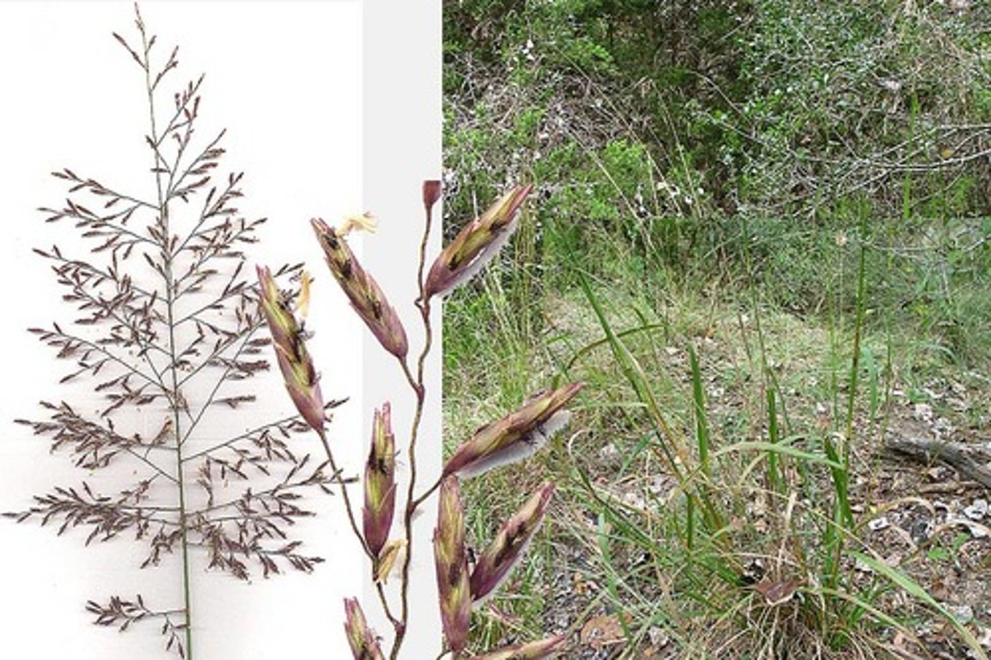 <p>-purple/black sheen<br>-diffuse pannacle<br>--stalks off central stem<br>--branched raceme<br>-oily feel<br>-3 notches on top (veins)</p>