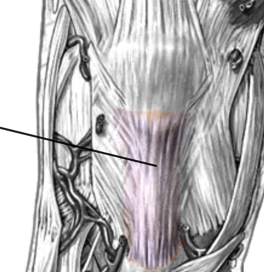 <p>Which ligament of the knee surrounds the kneecap?</p>