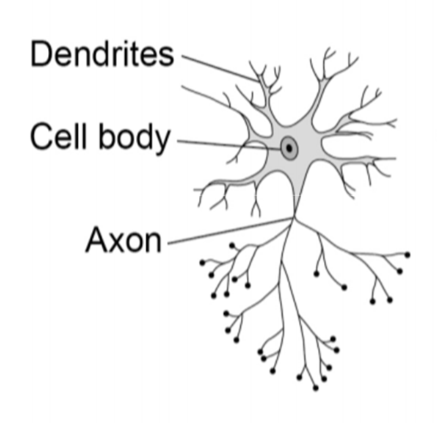 <p>connect sensory neurons to motor neurons. have short dendrites and short axons</p>