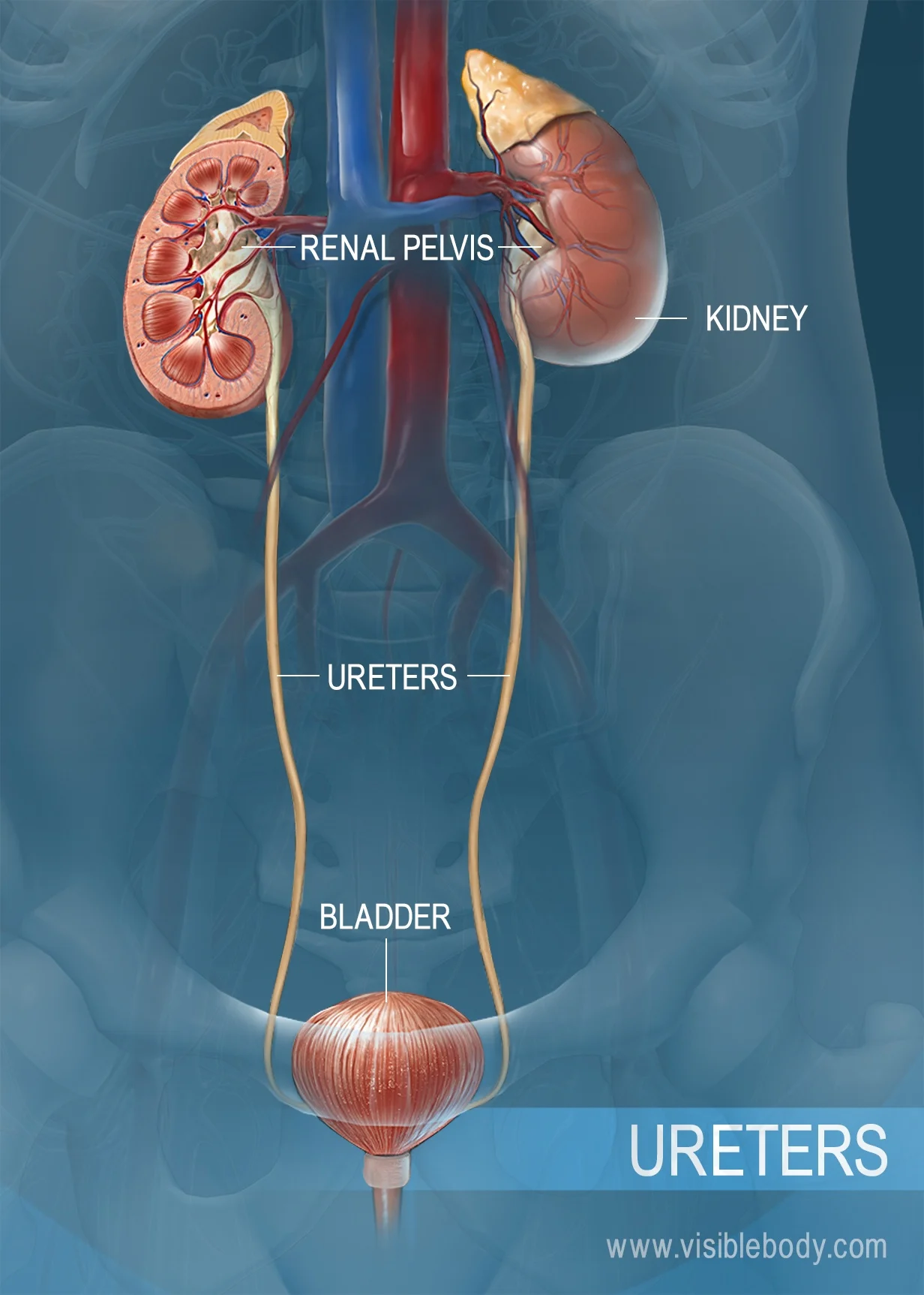 <p>ureter</p>