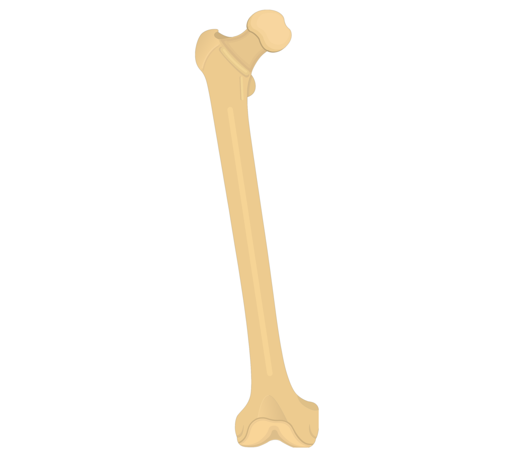 <p>femur</p>