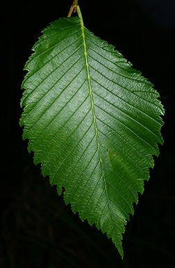 term image