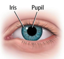 <p>The adjustable opening in the center of the eye though which light enters.</p>