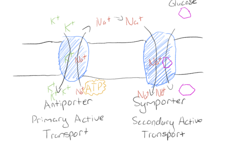 <p>Primary active transport - Moves ions across a membrane and creates a difference in charge cross the membrane (electrochemical pump)</p><p>Secondary active transport - moves material by an electrochemical gradient established by primary active transport</p>