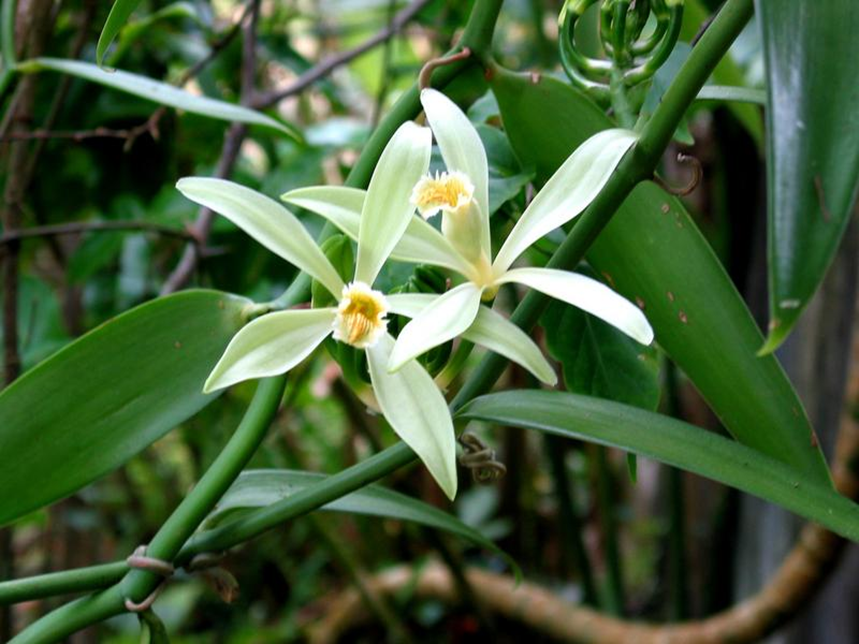 <p>aerial roots of many epiphytic plants can photosynthesize at the same time with absorbing water from air.</p>