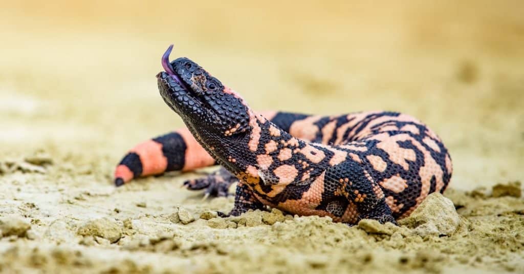 <p>Anguimorpha, Helodermatidae<br>Gila Monster</p>