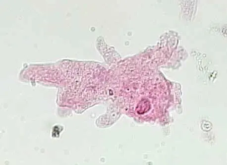 <p>What is the <u><strong>Domain, Kingdom, and Phylum</strong></u> of <u><strong>this organism</strong></u>?</p>