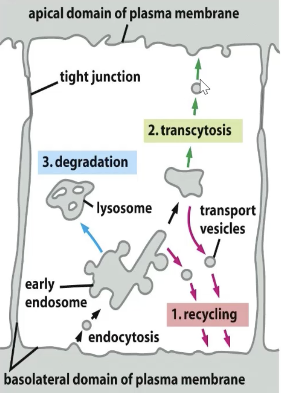 <p>For polarized cells, where there are two surfaces of cells exposed to different environments (apical and basolateral).</p><p>Cells have junctions that separate the two environments (prevent diffusion of fluids). </p><p> 1) Endocytosis from one end of cell</p><p>2) Recycling cells get receptors back to the membrane they came from </p><p>3) Cargo is recycled to the other side to fuse with plasma membrane</p><p>Cell recognizes it has two different surfaces (ex. gut and blood stream). NOT DIFFUSION (unregulated).</p>