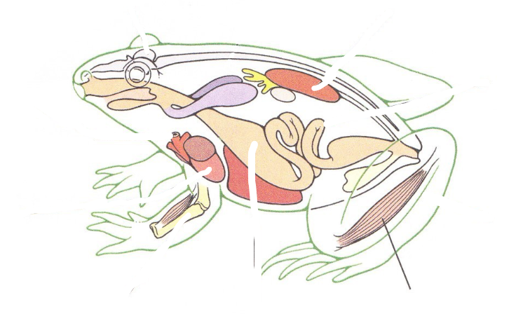 <p>What Vertebrate tissue would be found here?</p>